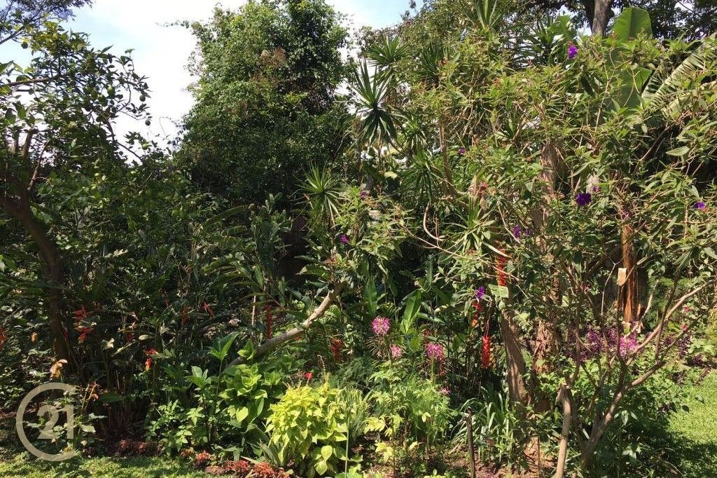DP-Garden-1-1