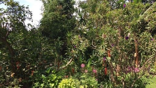 DP-Garden-1-1
